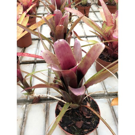 Neoregelia abendrothae x pauciflora