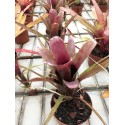 Neoregelia abendrothae x pauciflora