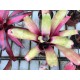 Neoregelia Inmaculate Conception