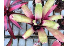 Neoregelia Inmaculate Conception