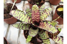 Neoregelia ampullacea x Wirlwind