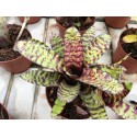 Neoregelia ampullacea x Wirlwind