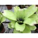 Neoregelia Passion M