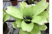 Neoregelia Passion M