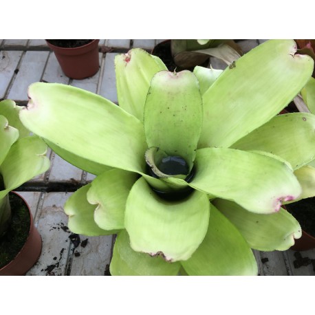 Neoregelia Passion M