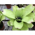 Neoregelia Passion M