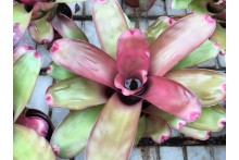 Neoregelia Medium Rare