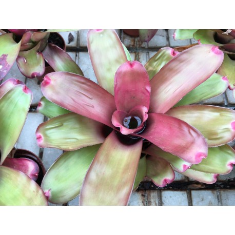 Neoregelia Medium Rare