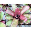 Neoregelia Medium Rare