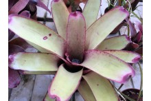 Neoregelia smithii x Painted Lady