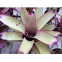 Neoregelia smithii x Painted Lady