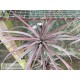 Tillandsia novakii XL