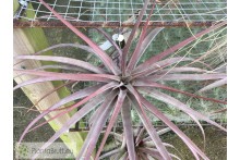 Tillandsia novakii XL