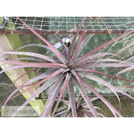 Tillandsia novakii XL