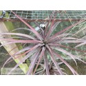 Tillandsia novakii XL