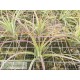 Tillandsia schiedeana x ionantha