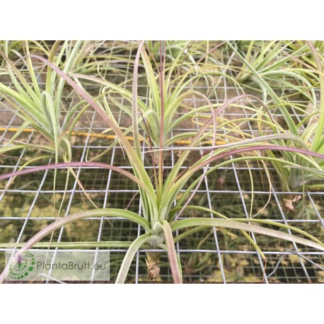 Tillandsia schiedeana x ionantha