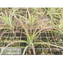 Tillandsia schiedeana x ionantha