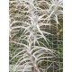 Tillandsia latifolia caulescent grey form