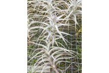 Tillandsia latifolia caulescent grey form