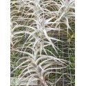 Tillandsia latifolia caulescent grey form