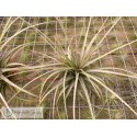 Tillandsia latifolia var. latifolia