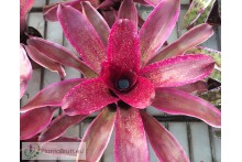 Neoregelia Cane Fire