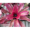 Neoregelia Cane Fire