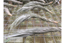 Tillandsia heteromorpha 'Rope Type'