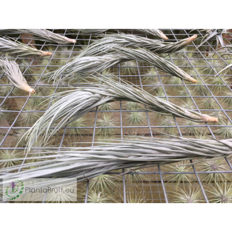 Tillandsia heteromorpha 'Rope Type'