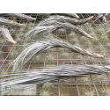 Tillandsia heteromorpha 'Rope Type'