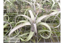 Tillandsia Curly Slim