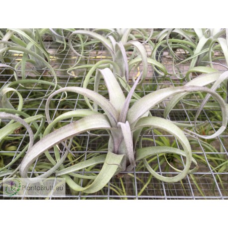 Tillandsia Curly Slim