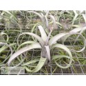 Tillandsia Curly Slim