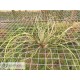 Tillandsia butzii clumb