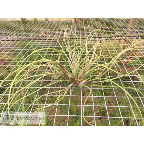 Tillandsia butzii clumb