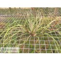 Tillandsia butzii clumb