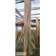 Tillandsia duratii L