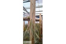 Tillandsia duratii L