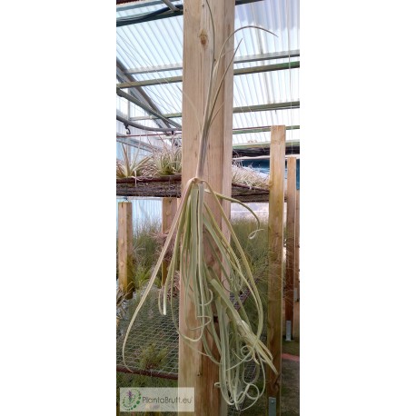 Tillandsia duratii L