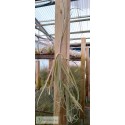Tillandsia duratii L
