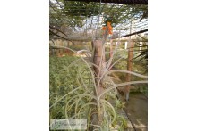 Tillandsia crocata orange