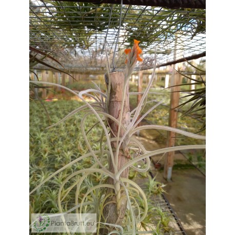 Tillandsia crocata orange