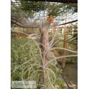Tillandsia crocata orange
