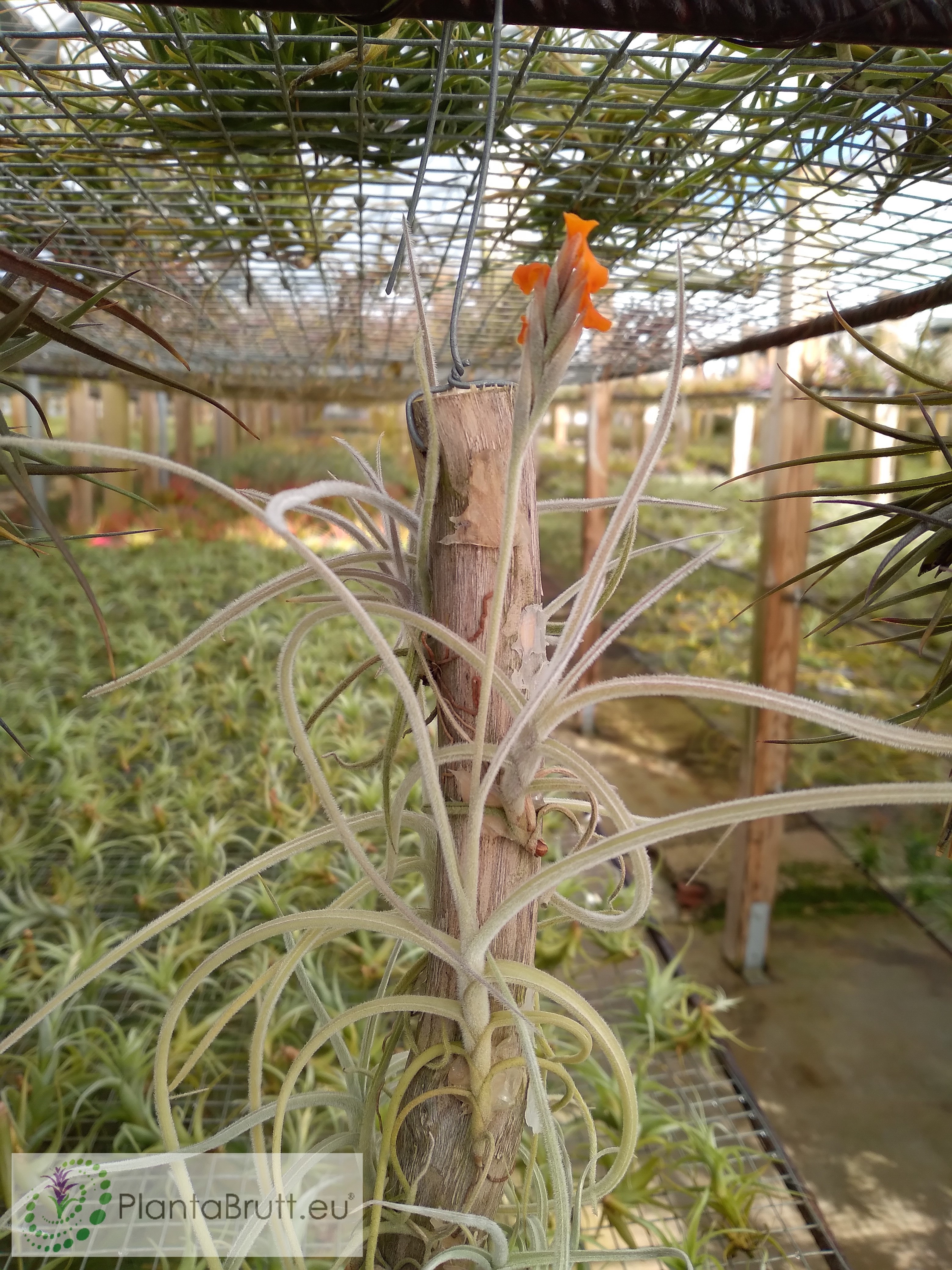 Tillandsia crocata orange