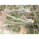 Tillandsia balbisiana x streptophylla