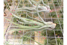 Tillandsia balbisiana x streptophylla