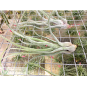 Tillandsia balbisiana x streptophylla