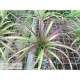Tillandsia brachycaulos x flabellata