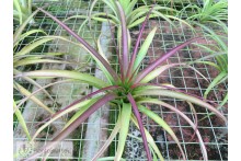 Tillandsia brachycaulos x flabellata